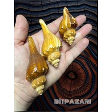 Gerçek Deniz Kabuğu - Red Pulchritudo - 2 Adet