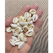 Doğal Deniz Kabuğu , Tazı Boncuğu ( 10 Adet ) - Cyprea ( Kesik Model )