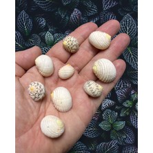 Gerçek Deniz Kabuğu - Voluptas- Deliksiz - ( 60 Gram , 0rt . 25-30 Adet )