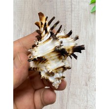 Gerçek Deniz Kabuğu - Hamatis Filum - Deliksiz - ( 2 Adet )