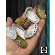 Gerçek Deniz Kabuğu - Sedefli Nacreous - 50GR. ( Ort. 15 Adet )