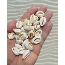 Doğal Deniz Kabuğu ( 100 Adet ) - Cyprea - ( Kesik Model )