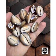 Gerçek Deniz Kabuğu - Gıant Nassa 2 - ( 8 Adet )