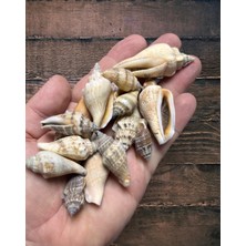 Gerçek Deniz Kabuğu - Giant Nassa - Deliksiz - ( 60GR Ort. 14-18 Adet )