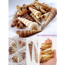 20 Adet Turitella Deniz Kabuğu / Hobi / El Işi / Doğal Akvaryum Süsleme Malzemesi