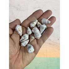 Gerçek Deniz Kabuğu - Iratus Rosea - Deliksiz - ( 50GR , Ort 20 Adet )