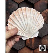 Gerçek Deniz Kabuğu - Beyaz Scallop - 1 Adet