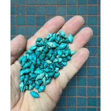 100 Adet Gerçek Deniz Kabuğu - Turkuaz Nassa - Deliksiz - ( 200 Adet )