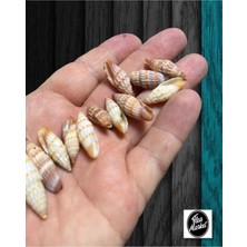 Gerçek Deniz Kabuğu - Small Minarets - 50GR