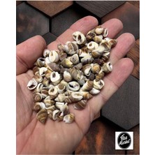 Gerçek Deniz Kabuğu - Tropic Myst - 50GR.