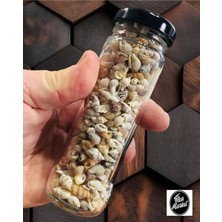 Nassa Shell Gerçek Minik Deniz Kabukları Ort. 250 Adet - Deliksiz  - ( 0,30 - 1,50 mm )