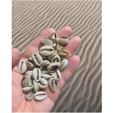 Doğal Deniz Kabuğu - Tazı Boncuğu - Kesik Model - ( 25 Adet ) - Cyprea