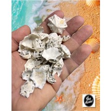 Gerçek Deniz Kabuğu - 50 gr