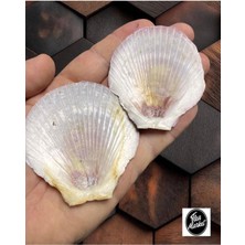 Gerçek Deniz Kabuğu - 2 Adet