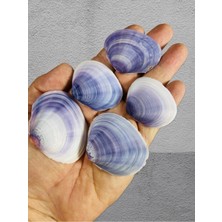 Gerçek Deniz Kabuğu - Oceanum Legatum - Deliksiz - ( 60GR , Ort 10 Adet )