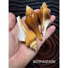 Gerçek Deniz Kabuğu - Red Pulchritudo - 2 Adet