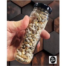 Nassa Shell Gerçek Minik Deniz Kabukları Ort. 240 - 260 Adet - Deliksiz ( 0,40 - 1,50 mm )