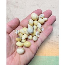 Gerçek Deniz Kabuğu - Crepito Somnium - Deliksiz - ( 50 Gram , Ort. 50 Adet )