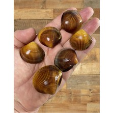 Gerçek Deniz Kabuğu - Capulus Mare - Deliksiz - ( 60GR - Ort 12 Adet)