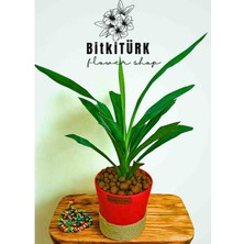 BitkiTÜRK YUKKA  Bitkisi , topraksız bakım Kil Bilyesinde salon bitkisi iç mekan bitkisi , Kil bilyesi 
