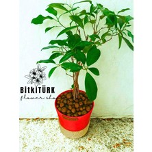BitkiTÜRK ficus  Bonsai, Topraksız bakım, Kil Bilyesinde