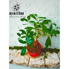 BitkiTÜRK ficus  Bonsai, Topraksız bakım, Kil Bilyesinde