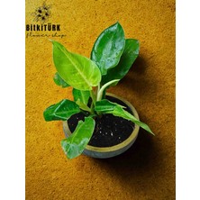 Bitkitürk Beton Saksıda Philidendron Orange (Çin Herdem Yeşili)