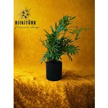 Bitkitürk Beton Saksıda Areka Bitkisi