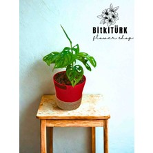 Bitkitürk Kil Bilyesinde Monstera Monkey