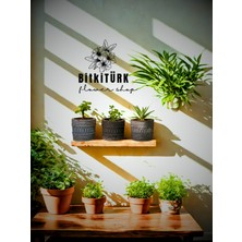Bitkitürk Beton Mini Saksıda 3lü Sukulent Kaktüs Seti