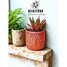 Bitkitürk Büyük Kırmızı Kaktüs Huwarthia Bakır Efektli Beton Saksıda