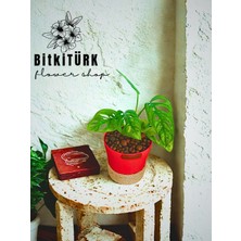 Bitkitürk Kil Bilyesinde Monstera Monkey