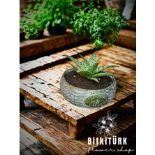 Bitkitürk Beton Saksıda Büyük Boy Kaktüs