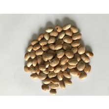 Yerli Ayşe Kadın Fasulye Tohumu 500 gr (Krem-Beyaz)