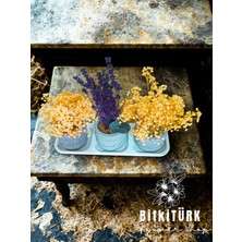 Bitkitürk Beton Tabaklı 3lü Mini Beton Saksıda Mumyalanmış Şoklanmış Çiçek Lavanta