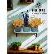 Bitkitürk Beton Tabaklı 3lü Mini Beton Saksıda Mumyalanmış Şoklanmış Çiçek Lavanta