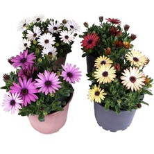 4 Saksı Bodrum Papatyası - Osteospermum - Saksı'da Canlı Çiçek - 4lü Miks
