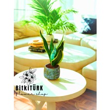 Bitkitürk Beton Saksıda Paşa Kılıcı( Sansaveria) Iç Mekan , Salon Bitkisi , Hediyelik.