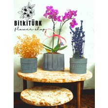 Bitkitürk Beton Saksıda Orkide Şoklanmış Lavanta ve Cipso 3lü Set
