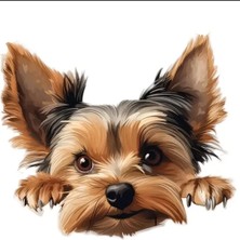 Yorkshire Terrier Eğlenceli, Yapışkanlı Araba, Laptop Sticker