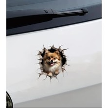 Pomeranian  Sevimli, Yapışkanlı, Araba, Laptop Sticker