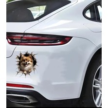 Pomeranian  Sevimli, Yapışkanlı, Araba, Laptop Sticker