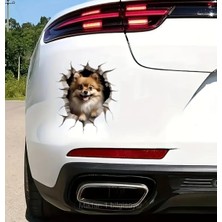 Pomeranian  Sevimli, Yapışkanlı, Araba, Laptop Sticker