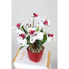 Yapay Islak Orkide 7li Tanzim Saksılı 35 cm Bordo Benekli