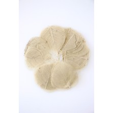 45LI Paket Kurutulmuş Skeleton Yaprağı Krem(Küçük Boy)