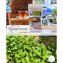 Moroccan Spearmint / Kıvırcık Nane | 2026 Hasadı | (Mentha x Spicata Var Crispa) 50GR | Haven Herbs & Blends