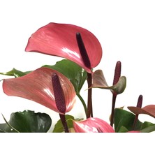 Betonish Anthurium Andraeanum 'Cherry' (Flamingo Çiçeği)