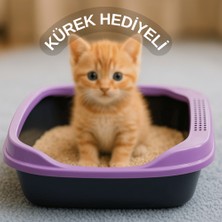 Beylini Kedi Tuvaleti Kürek Hediyeli Kedi Köpek Eğitim Tuvaleti Büyük Boy Tuvalet Kabı Mor Kedi Tuvalet Seti