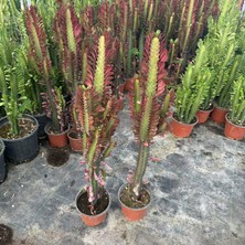 Berke Fidancılık Sınırlı Üretim Bol Dallı Euphorbia Trigona Red - Afrika Kırmızı Süt Ağacı Kaktüsü