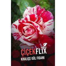 Prenses Gül Fidani 1 Adet Açık Kök 25-35CM